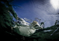   Australasian Gannet. What are you doing down there Taken while snorkelfree diving. Gannet snorkel/free snorkel free diving  